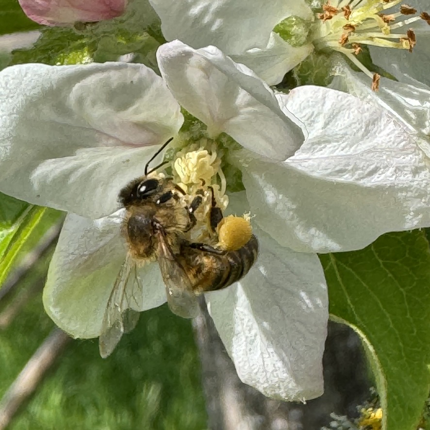 Biene mit Pollenhöschen auf Apfelblüte