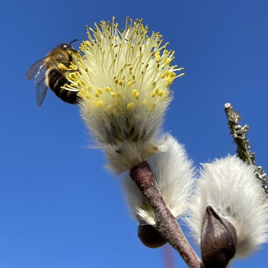 Biene auf Weidenkätzchen, blauer Himmel