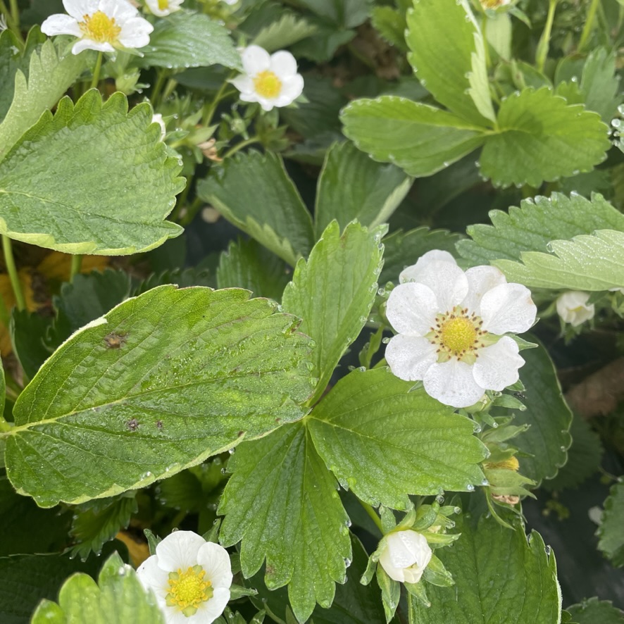 Erdbeerblüten mit Wassertropfen