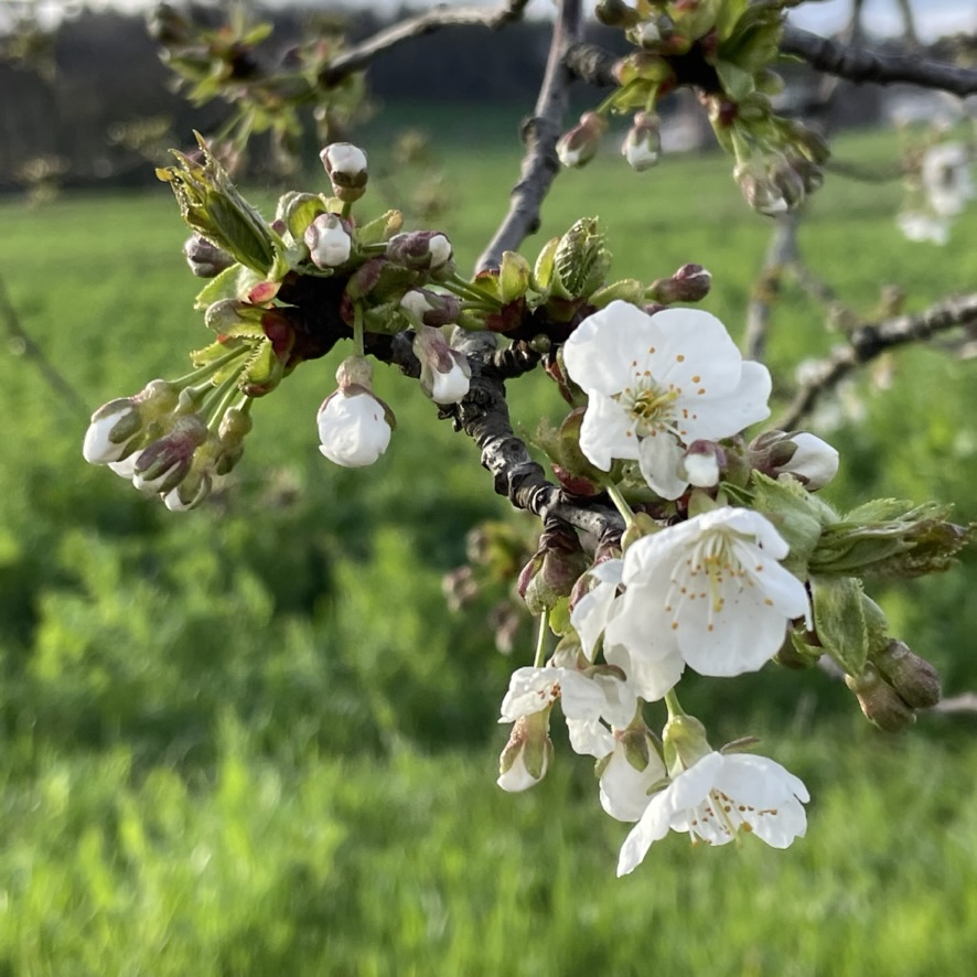Kirschblüte Frühling