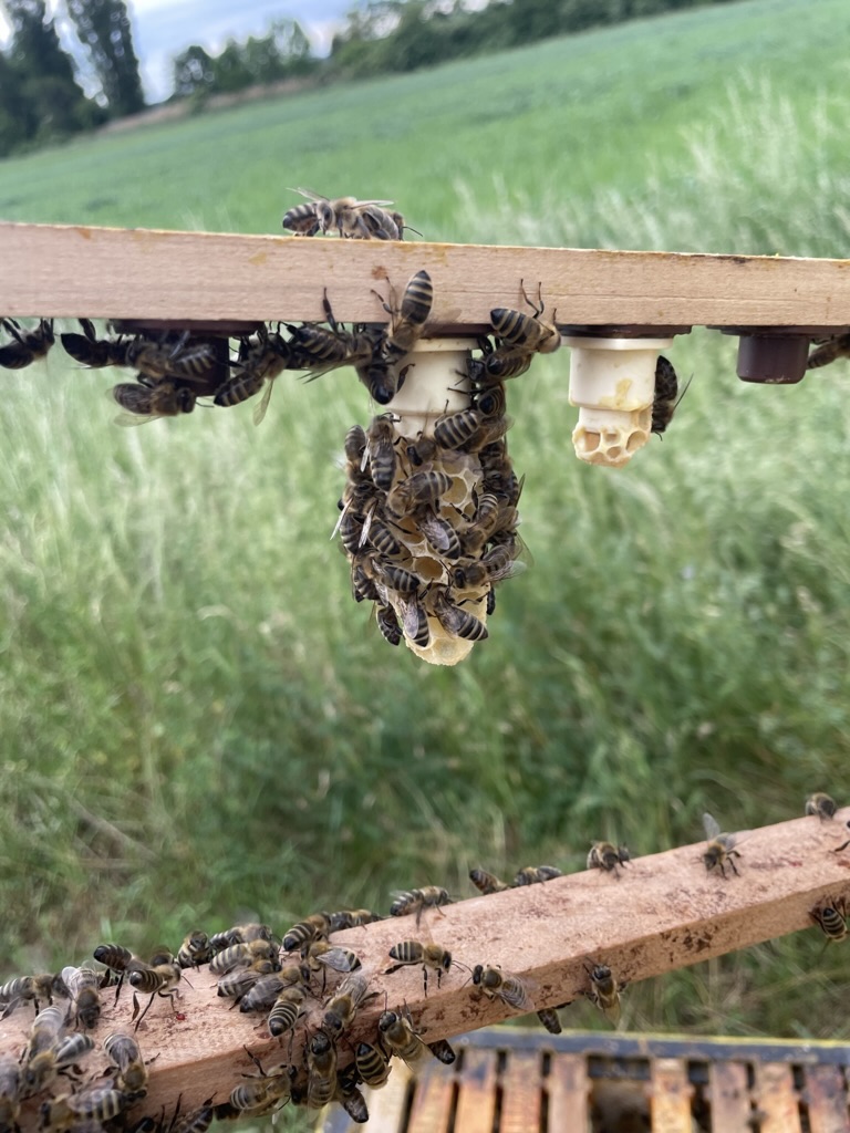 Bienen an Königinnenzucht-Rahmen im Freiland