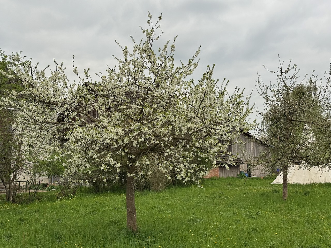Reneclaude in voller Blüte im Chlaffental