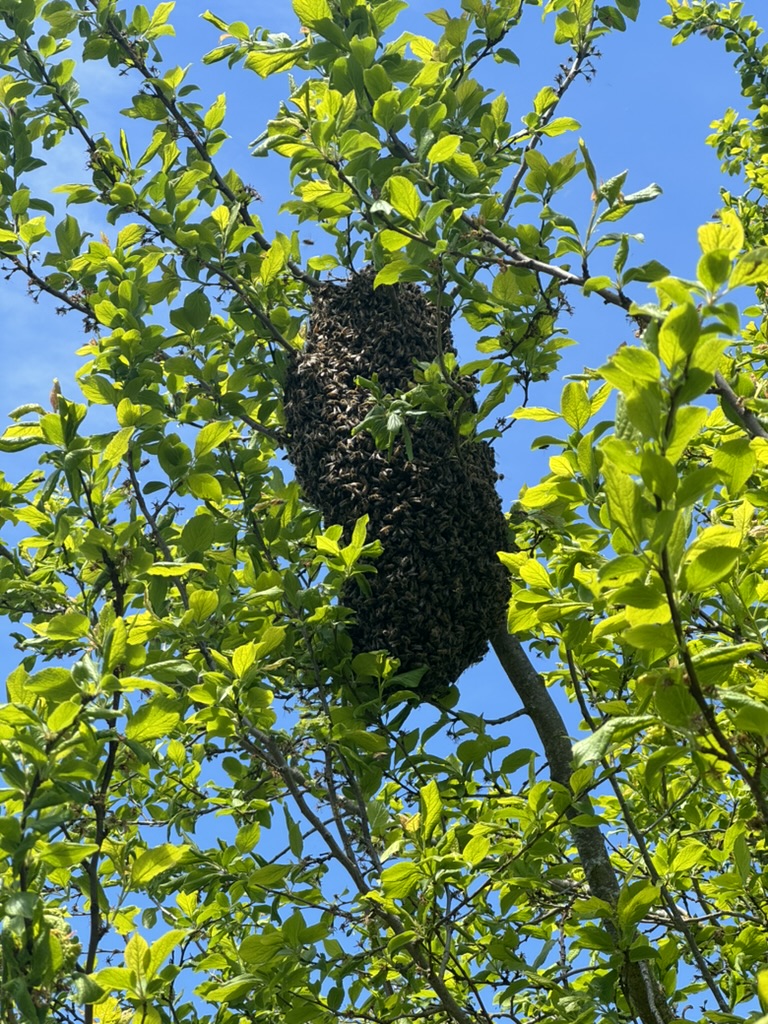 Bienenschwarm im Baum — Frühling