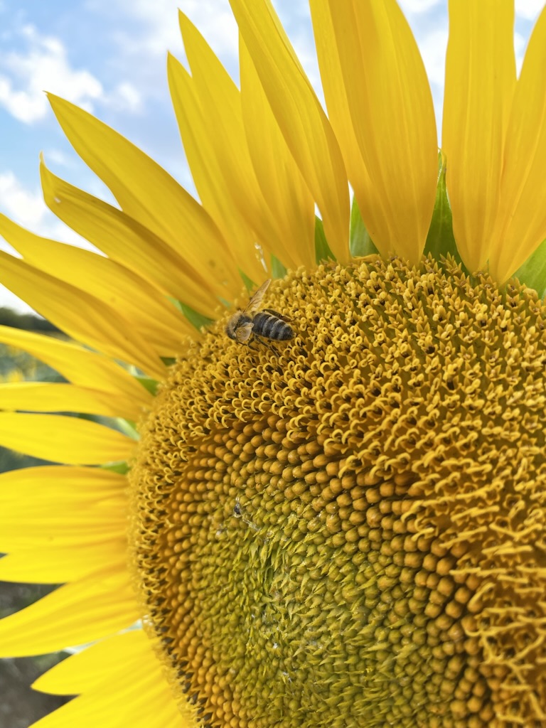 Biene auf Sonnenblume